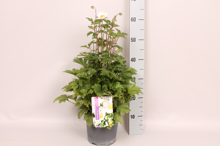 vaste planten 19 cm  Anemone Ruffles Swan