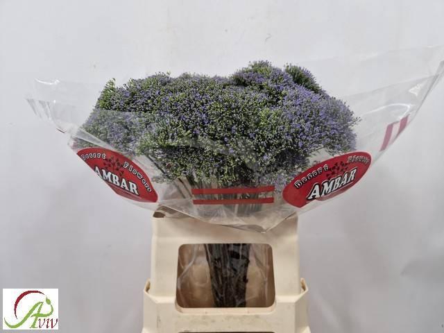 <h4>TRACH BLUE SHINE</h4>