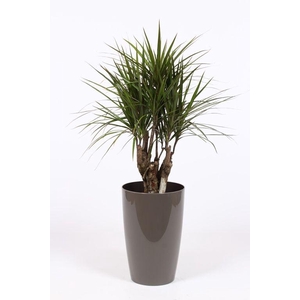 Dracaena marginata in Santorini pot 