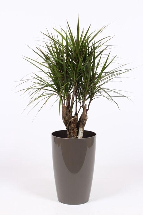 <h4>Dracaena marginata in Santorini pot "taupe"</h4>