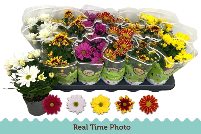 <h4>CHRYS GEM 5 KL</h4>