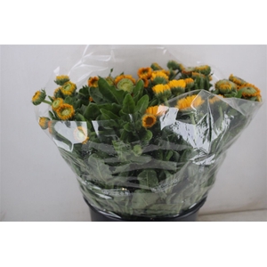 Calendula Yellow Extra P Stem