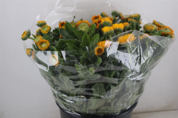 Calendula Yellow Extra P Stem