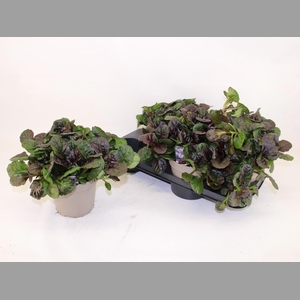 AJUGA REPT
