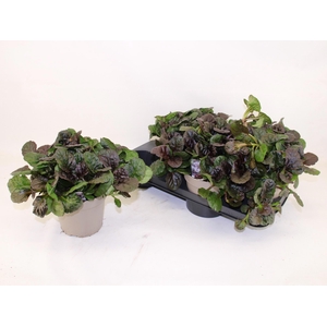 AJUGA REPT