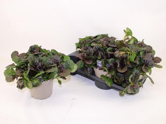 <h4>AJUGA REPT</h4>