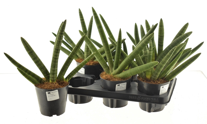 <h4>SANSEV CY SKYLINE</h4>