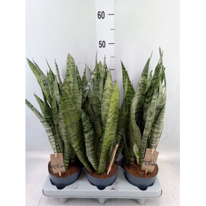 Sansevieria zeylanica