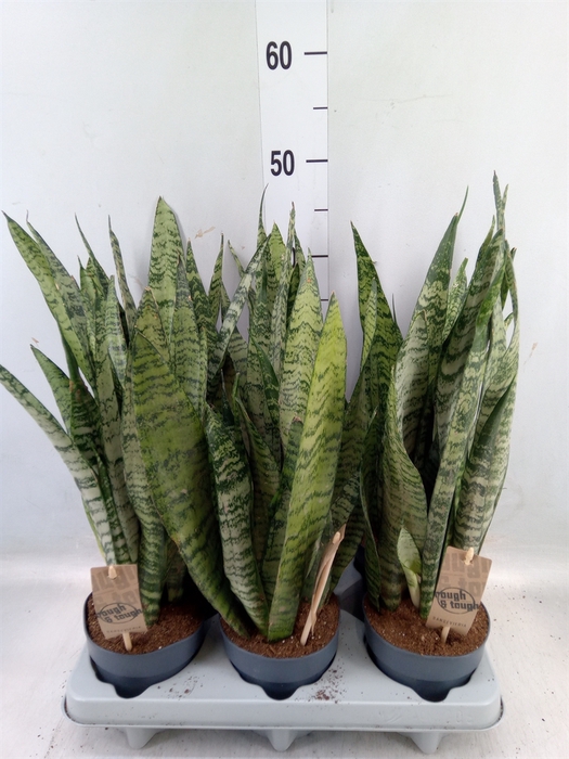 <h4>Sansevieria zeylanica</h4>