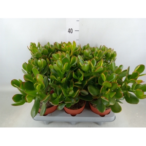 Crassula ovata 'Sunset'