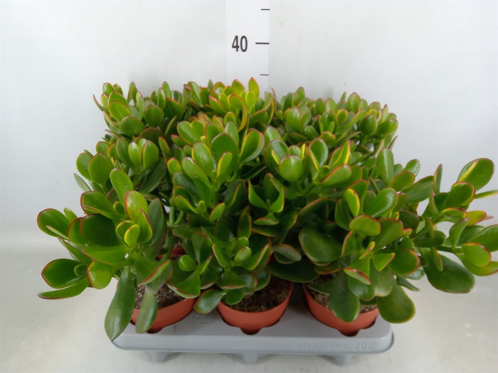 <h4>Crassula ovata 'Sunset'</h4>