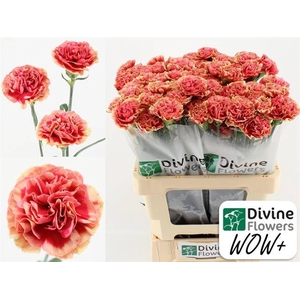 Dianthus st Wow