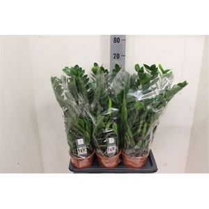 Zamioculcas 5+