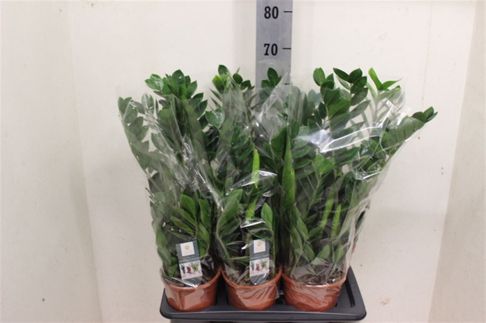 <h4>Zamioculcas 5+</h4>
