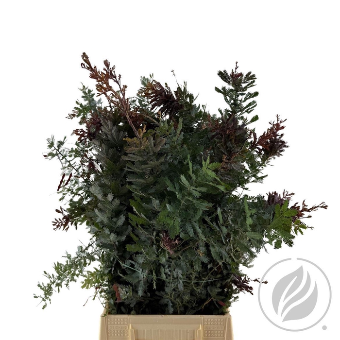 <h4>Acacia Mimosa Baileyana</h4>