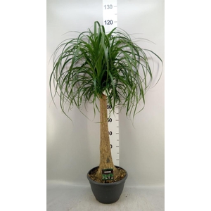 Beaucarnea recurvata
