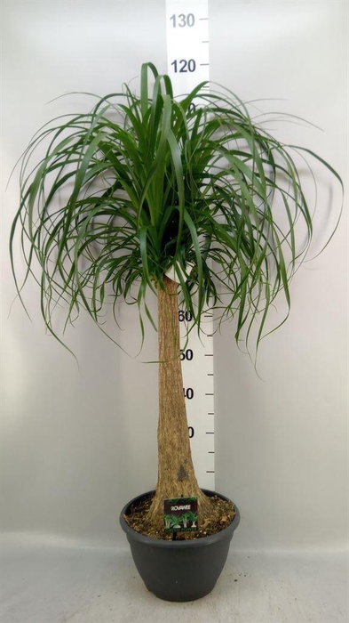 <h4>Beaucarnea recurvata</h4>