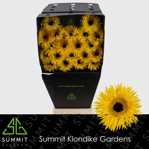 Germini Spider Dunga Diamond per kaart