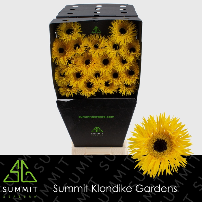 <h4>Germini Spider Dunga Diamond per kaart</h4>