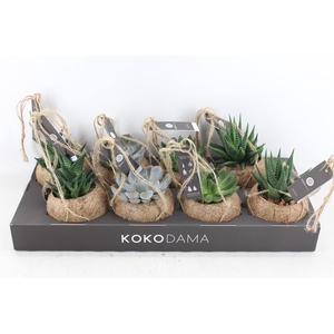 Arr3 Kokoplant - Succulenten Mix X8