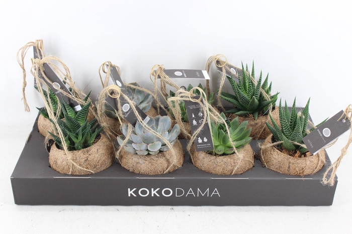 Arr3 Kokoplant - Succulenten Mix X8
