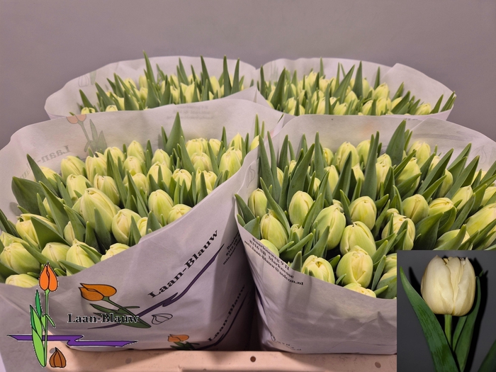 <h4>TU DU VERONA</h4>