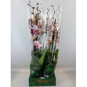 Phalaenopsis   ...