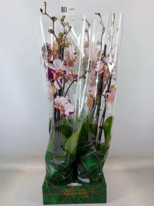 <h4>Phalaenopsis   ...</h4>