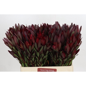 Leucadendron Saf Sunset Dark R.Spray