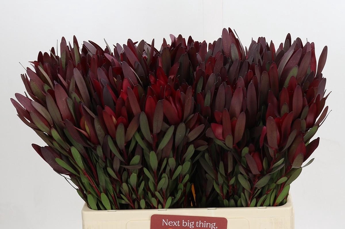 <h4>Leucadendron Saf Sunset Dark R.Spray</h4>