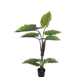 ALOCASIA IN POT PP550042GRN L 75CM