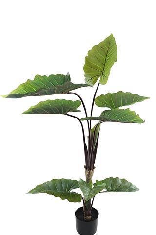 <h4>ALOCASIA IN POT PP550042GRN L 75CM</h4>