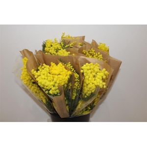 Mimosa Mirandole P Bunch