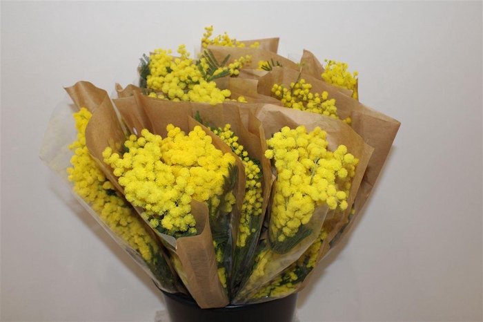 <h4>Mimosa Mirandole P Bunch</h4>