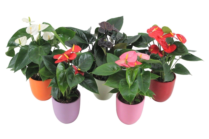<h4>Anthurium Flamingomix 12cm met keramieken pot</h4>