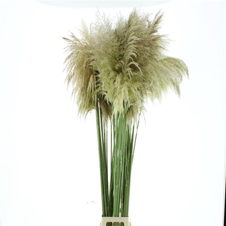 <h4>Cortaderia Fresh! N L</h4>