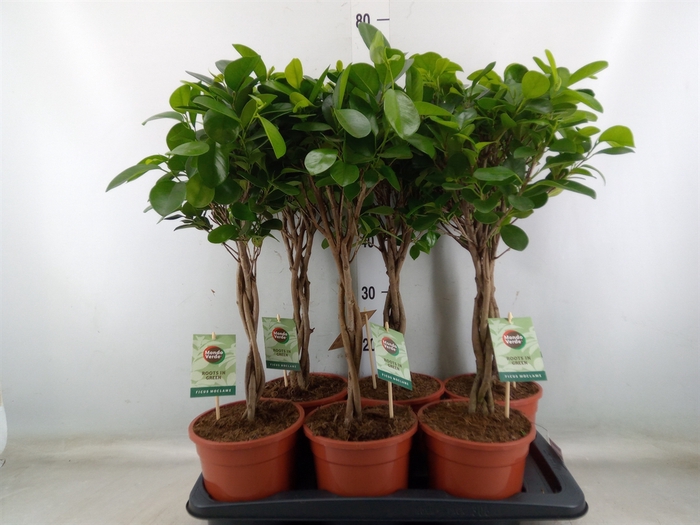 <h4>Ficus microcarpa 'Moclame'</h4>