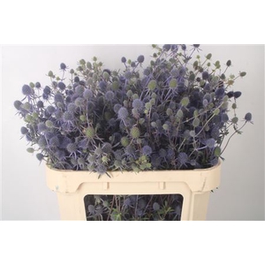 Eryngium Raspberry Dream