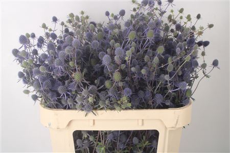<h4>Eryngium Raspberry Dream</h4>