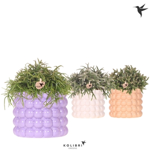 Kolibri Greens Rhipsalis mix in Poppy pot mix