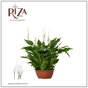Spathiphyllum 17 cm Chopin zonder hoes