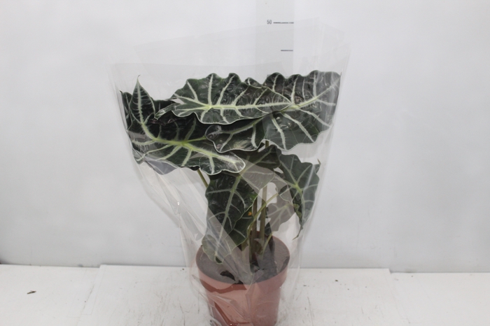 <h4>ALOCASIA POLLY P17</h4>