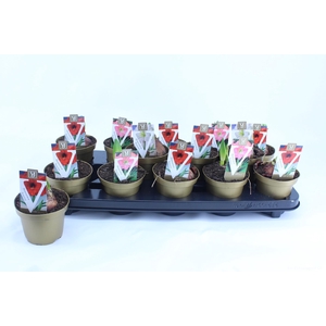 Hippeastrum Sonatini Mix