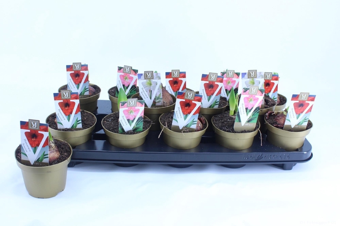 <h4>Hippeastrum Sonatini Mix</h4>
