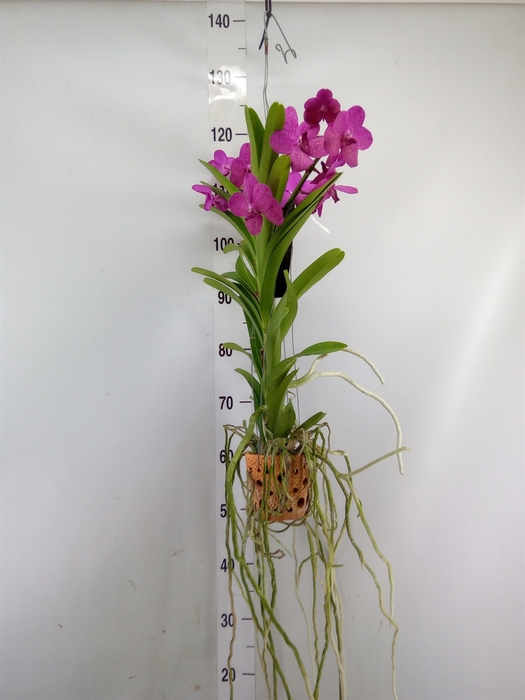 <h4>Vanda  hybriden</h4>