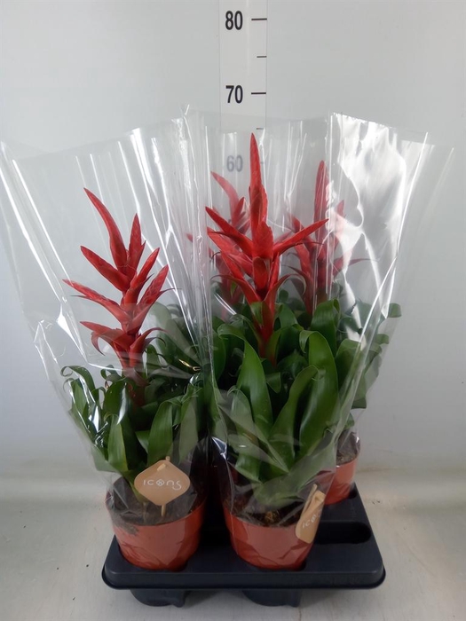 <h4>Tillandsia  'Naomi'</h4>