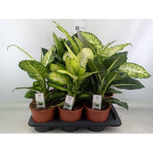 Dieffenbachia   ...mix