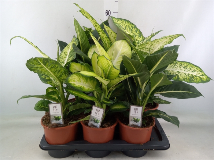 <h4>Dieffenbachia   ...mix</h4>