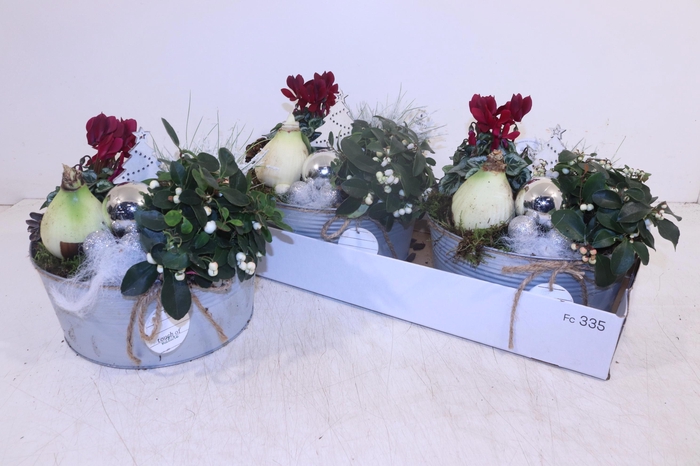 <h4>ARR HIPPEASTRUM</h4>