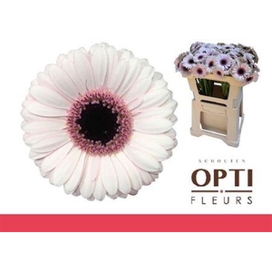 Ge Mi Abby Lou 07 CM,(NL),(20)